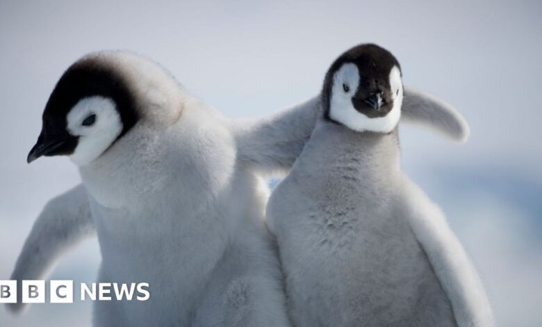 Baby penguin miraculously survives iceberg