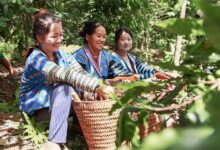 Farmers build a opium-free future for Lao PDR