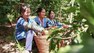 Farmers build a opium-free future for Lao PDR