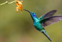 Latest United Nations Biodiversity Summit opens in Colombia; This is what is at stake