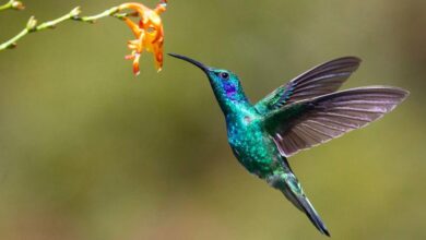 Latest United Nations Biodiversity Summit opens in Colombia; This is what is at stake