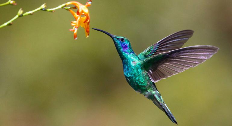 Latest United Nations Biodiversity Summit opens in Colombia; This is what is at stake