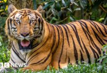 Bird flu broke out at the zoo, killing dozens of tigers