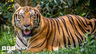 Bird flu broke out at the zoo, killing dozens of tigers