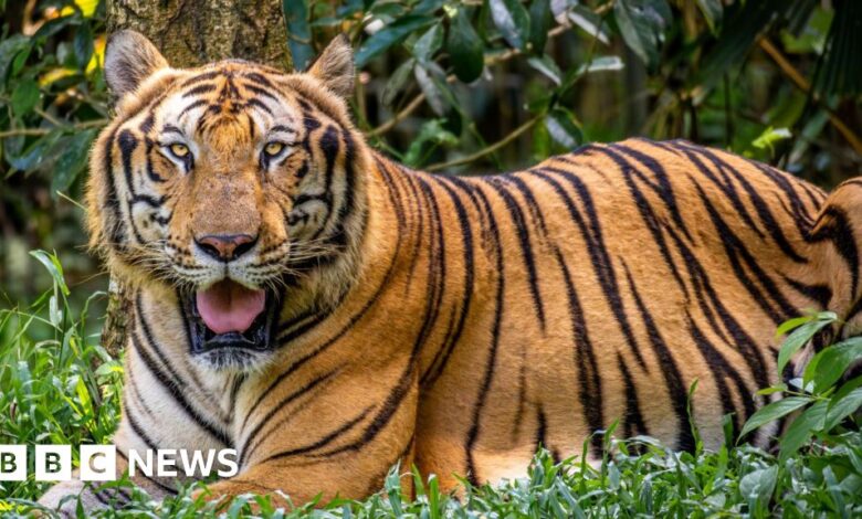 Bird flu broke out at the zoo, killing dozens of tigers