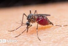 Egypt is declared malaria-free by the World Health Organization