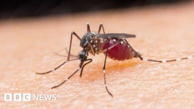 Egypt is declared malaria-free by the World Health Organization