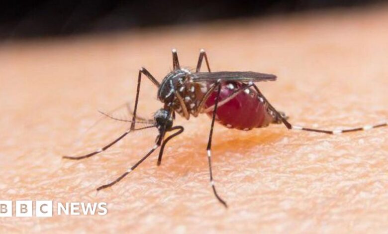 Egypt is declared malaria-free by the World Health Organization