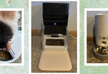 These 5 automatic cat feeders are the best we've tested