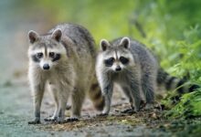 Say WHAT?! Washington Woman’s Home Reportedly Surrounded By Nearly 100 Raccoons (VIDEO)