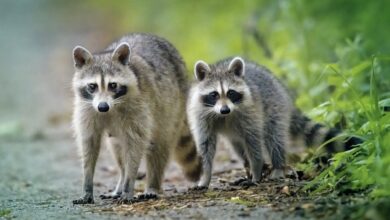 Say WHAT?! Washington Woman’s Home Reportedly Surrounded By Nearly 100 Raccoons (VIDEO)