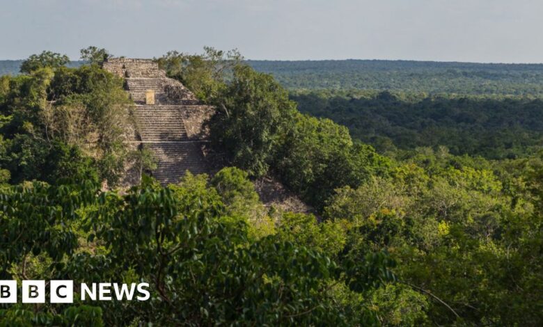 The lost city of Maya was found in the Mexican jungle by accident