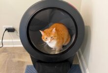 This self-cleaning litter box changed my life, and it's still on sale for October Prime Day