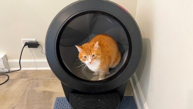 This self-cleaning litter box changed my life, and it's still on sale for October Prime Day