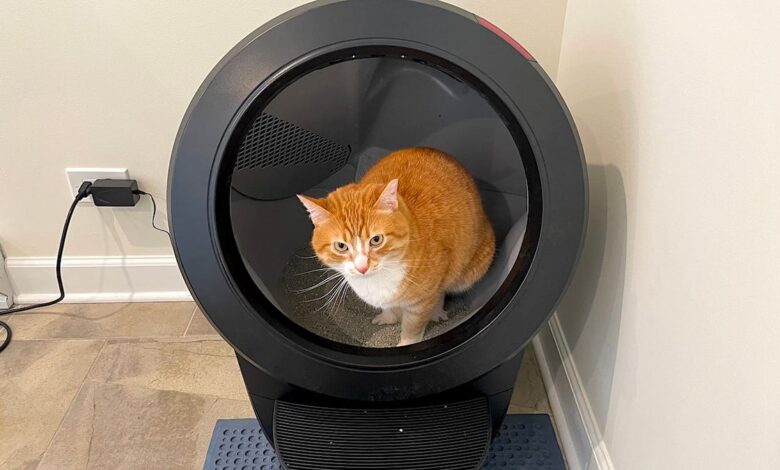 This self-cleaning litter box changed my life, and it's still on sale for October Prime Day