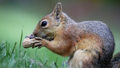 Why did P'Nut the squirrel's death become a national political event?