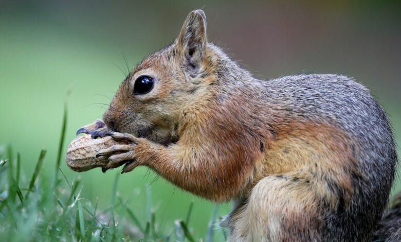 Why did P'Nut the squirrel's death become a national political event?