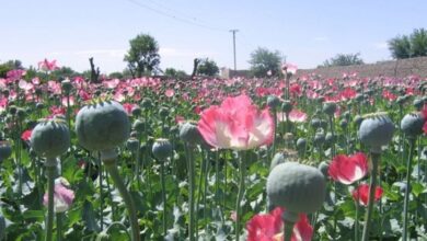 The increase in opium cultivation in Afghanistan reflects economic hardship, despite the Taliban's ban