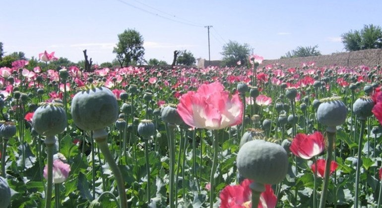 The increase in opium cultivation in Afghanistan reflects economic hardship, despite the Taliban's ban