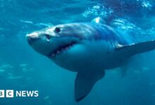 Shark attacks on surfers can be prevented by LED lights