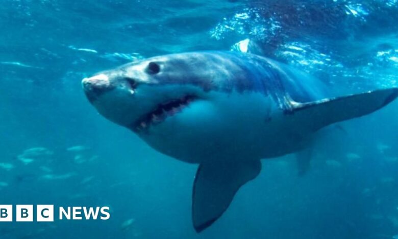 Shark attacks on surfers can be prevented by LED lights