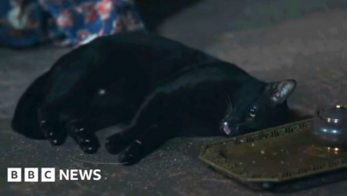 A cat twitching in a Thai TV series raises concerns about abuse