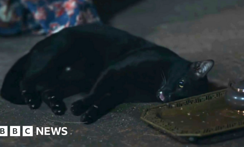 A cat twitching in a Thai TV series raises concerns about abuse