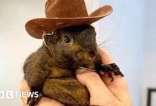 US authorities seized and destroyed the famous squirrel on Instagram