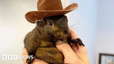 US authorities seized and destroyed the famous squirrel on Instagram