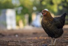 Bird flu began to spread among humans, as health officials struggled to protect people and livestock