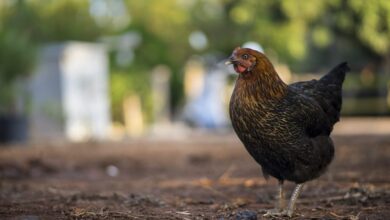 Bird flu began to spread among humans, as health officials struggled to protect people and livestock