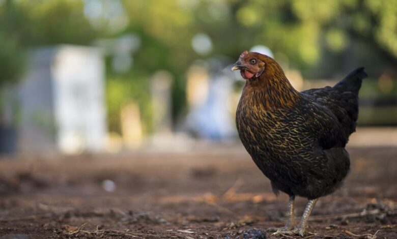 Bird flu began to spread among humans, as health officials struggled to protect people and livestock