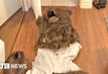 Insurance fraud suspect 'man in bear suit' arrested