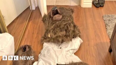 Insurance fraud suspect 'man in bear suit' arrested