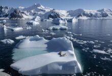 Seals sitting on floating ice in Antarctica