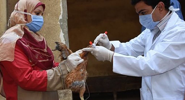 The United Nations health agency said bird flu has appeared in 108 countries across five continents.