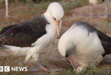 The world's oldest wild bird lays eggs at the age of '74'