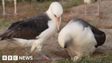 The world's oldest wild bird lays eggs at the age of '74'