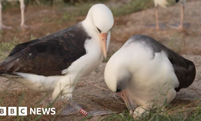 The world's oldest wild bird lays eggs at the age of '74'