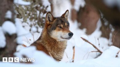 Wolves lose EU protection, paving the way for culling