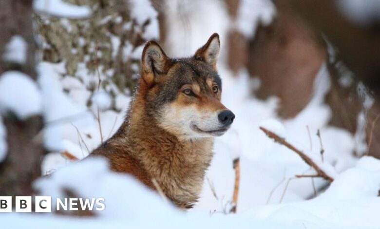 Wolves lose EU protection, paving the way for culling