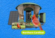 Best bird feeders with cameras, tested and reviewed (2024)