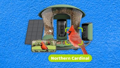 Best bird feeders with cameras, tested and reviewed (2024)