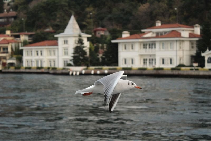 [aggregator] downloaded image for imported item #31714