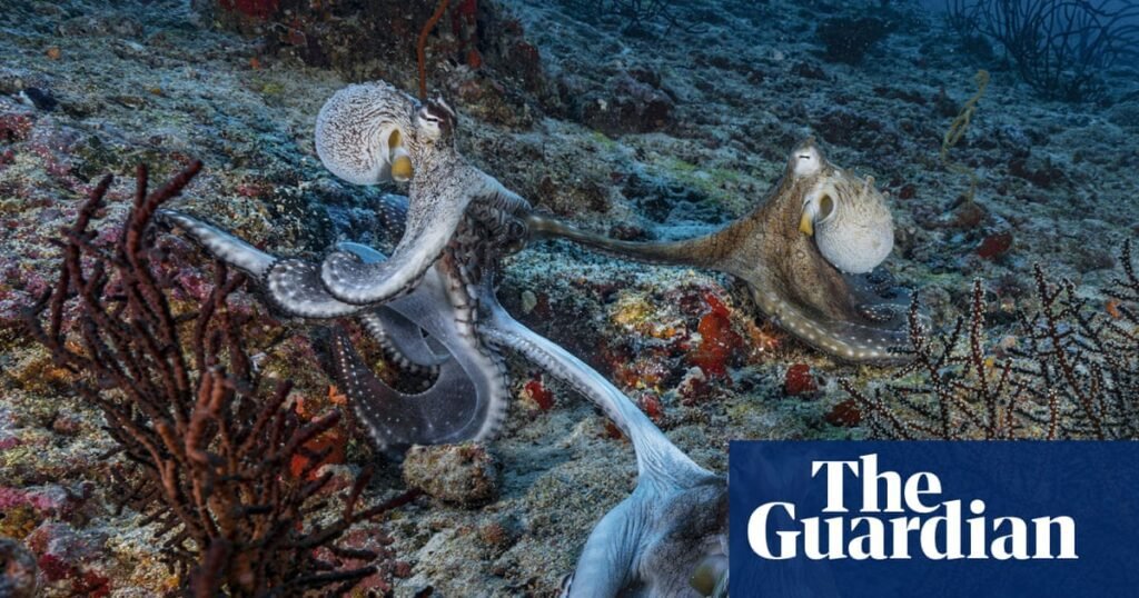 Sex at arm’s length? Male octopuses use specialised arm to mate, scientists find