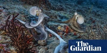 Sex at arm’s length? Male octopuses use specialised arm to mate, scientists find