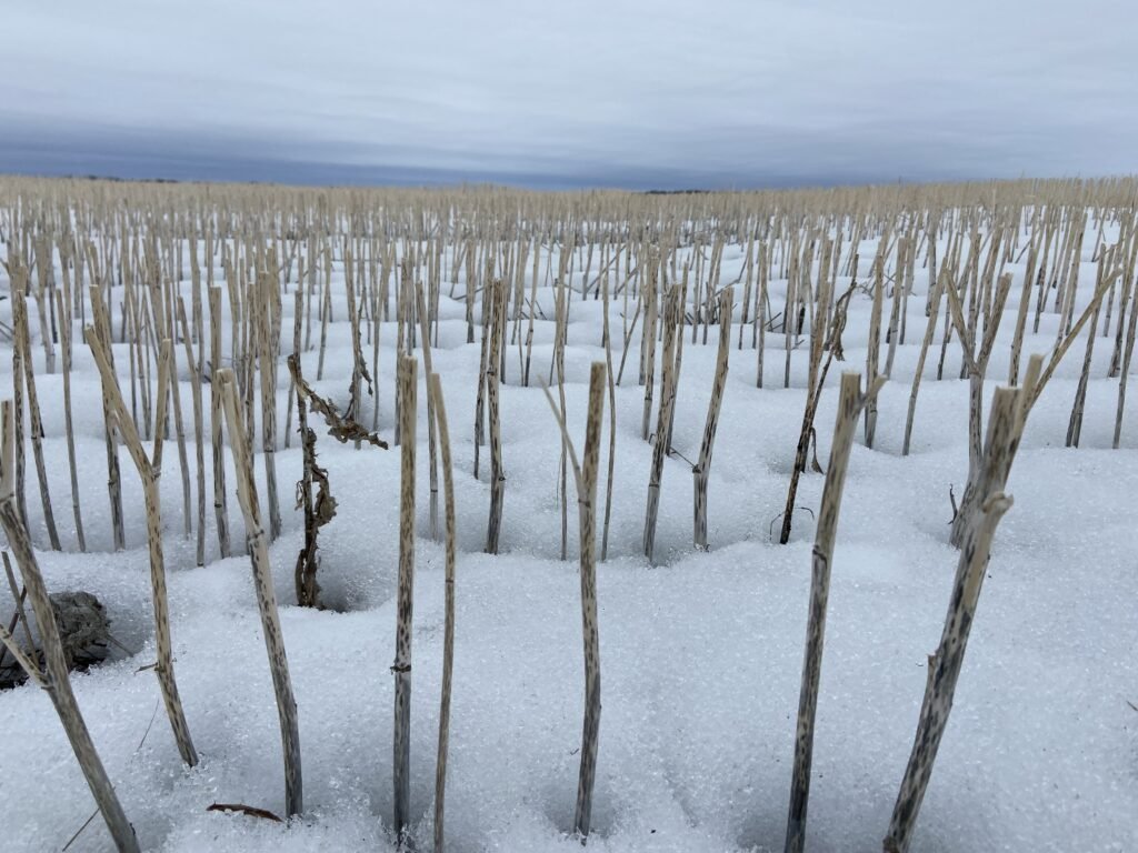 Spring snow coming as central Alberta farmers say fields in better shape than recent years