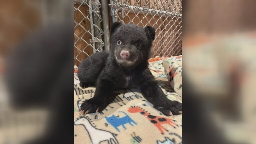 Orphaned bear cubs rescued on Vancouver Island after mom found dead
